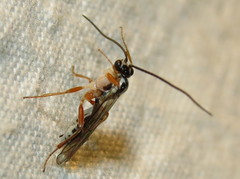 Ctenopelmatinae