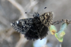 Hesperopsis alpheus