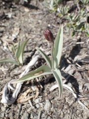 Fritillaria glauca