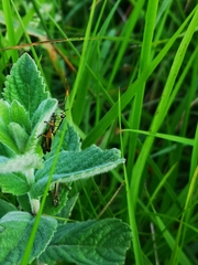 Micropodisma salamandra
