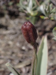 Fritillaria glauca