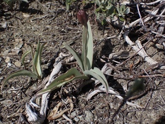 Fritillaria glauca