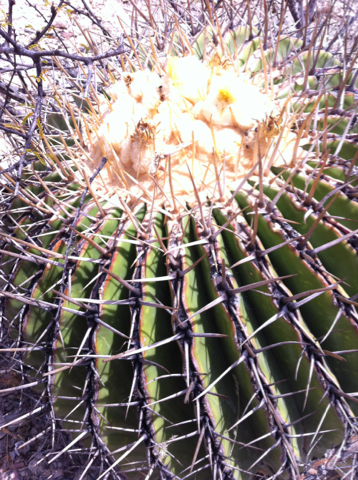 Candy Barrel Cactus