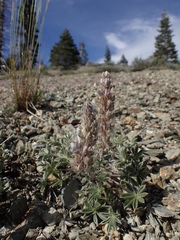 Lupinus lepidus sellulus