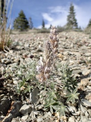 Lupinus lepidus sellulus