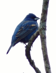 Passerina caerulea × cyanea