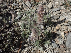 Lupinus lepidus sellulus
