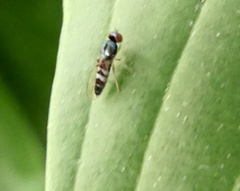 Bertamyia notata