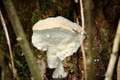 Spongipellis spumeus