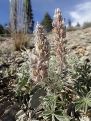 Lupinus lepidus sellulus