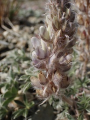 Lupinus lepidus sellulus