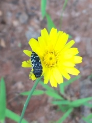 Acmaeodera ornata