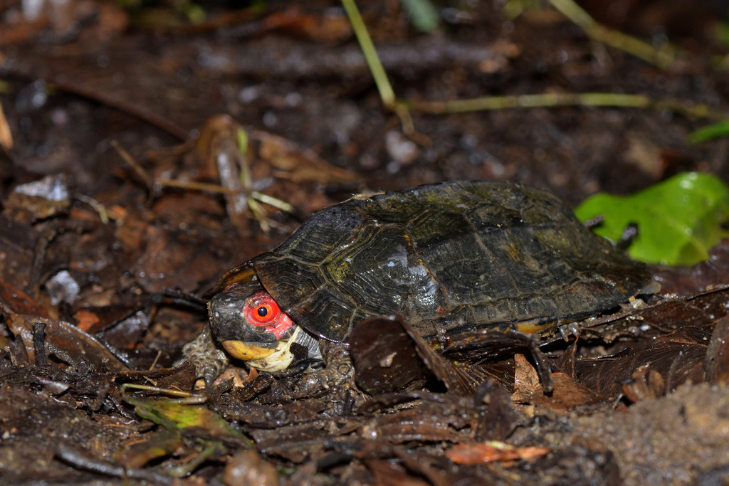 Cochin Forest Cane Turtle