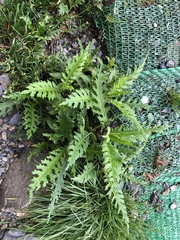 Senecio morrisonensis