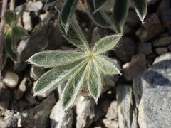 Lupinus lepidus sellulus