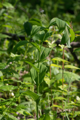 Polygonatum biflorum commutatum