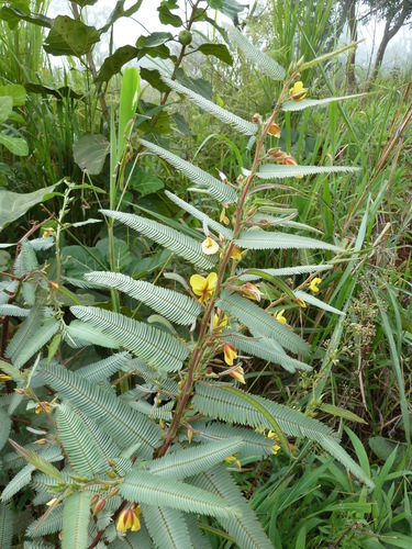 Chamaecrista kirkii