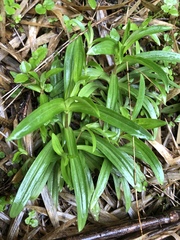 Swertia macrosperma