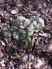 Lophophora diffusa