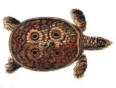Indian Softshell Turtle photo 4