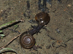 Macrochlamys nitidissima