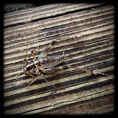 Ceuthophilus maculatus