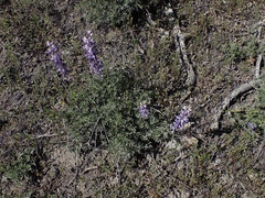 Lupinus albifrons collinus