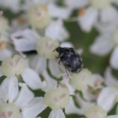 Anthrenocerus australis