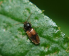 Horistonotus curiatus