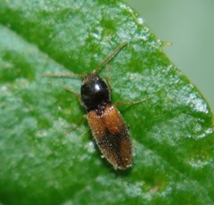 Horistonotus curiatus