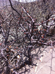 Bursera schlechtendalii