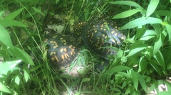 Terrapene carolina carolina