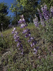 Lupinus albifrons collinus