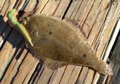 Citharichthys stigmaeus