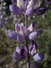 Lupinus albifrons collinus