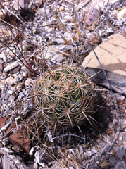 Coryphantha radians