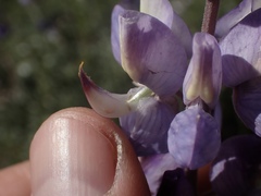 Lupinus albifrons collinus