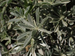 Lupinus albifrons collinus