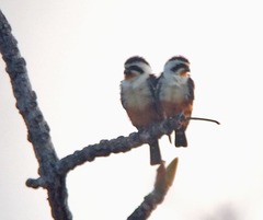 Microhierax caerulescens