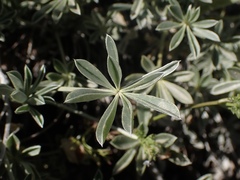 Lupinus albifrons collinus