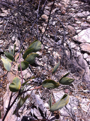 Senegalia reniformis