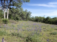 Lupinus albifrons collinus