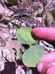 Senegalia reniformis