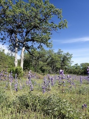 Lupinus albifrons collinus