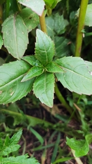 Impatiens glandulifera