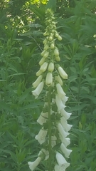 Digitalis lutea