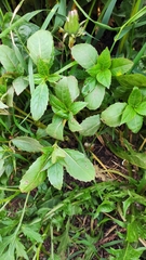 Impatiens glandulifera