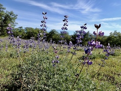 Lupinus albifrons collinus