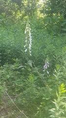 Digitalis lutea