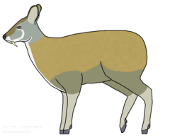 Kashmir Musk-Deer photo 2